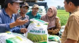 FOTO: (ilustrasi) Penyaluran bantuan benih padi varietas Inpari 33 kepada sejumlah kelompok tani (Poktan) di Kecamatan Ganding, @by_News9.id