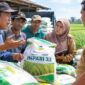 FOTO: (ilustrasi) Penyaluran bantuan benih padi varietas Inpari 33 kepada sejumlah kelompok tani (Poktan) di Kecamatan Ganding, @by_News9.id